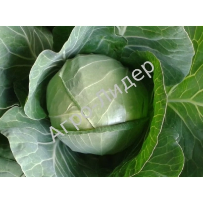 Свежая капуста сорта Атлант - Рица