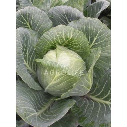 Капуста сорта Ріда F1 на фоне листьев с логотипом AGRO LIFE - Рида F1