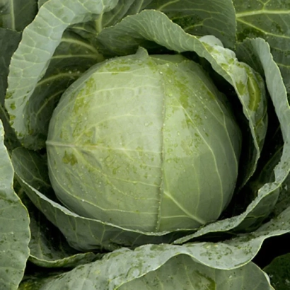 Свежая капуста - РИНГТОН