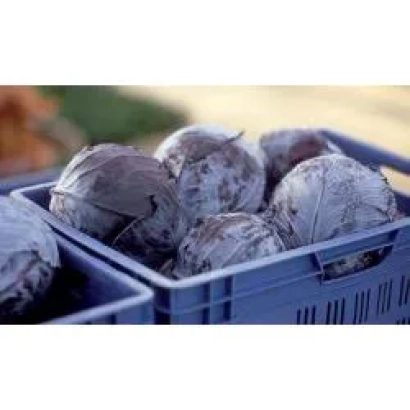 Головы капусты в синей пластиковой корзине - Родима РЦ F1