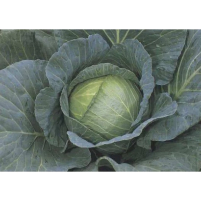 Свежая капуста с плотными листьями - РОЙАЛ ВАНТАЖ F1