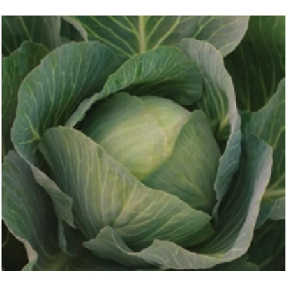 Свежая капуста без упаковки или этикетки - РОКТОР