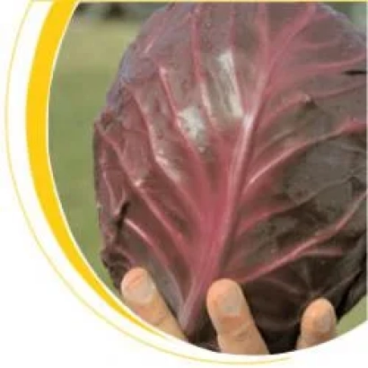 Красная капуста Романов F1 в руке