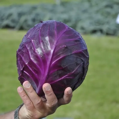 Красная капуста сорта Романов F1 в руке на фоне поля