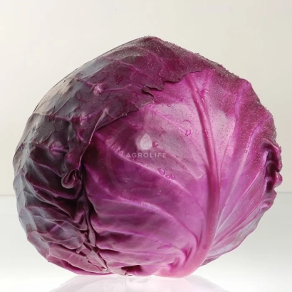 Свежая красная капуста на белом фоне - Рокки