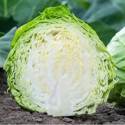 Свежая капуста, нарезанная пополам, на земле - РОСБЕРГ