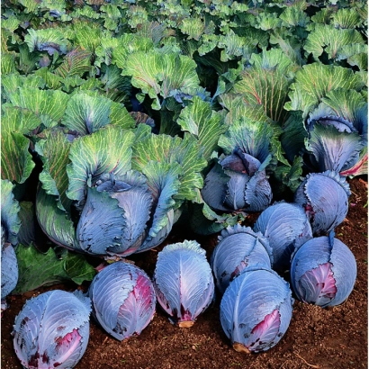 Rows of Roxy F1 cabbage plants