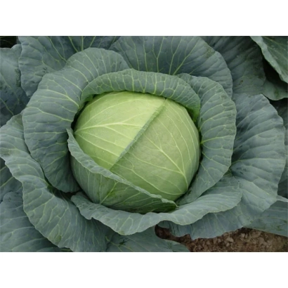 Свежая капуста сорта Роял Вантаж
