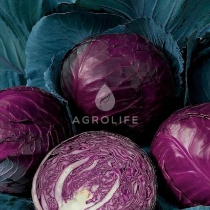 Красная капуста с логотипом AGROLIFE - Руфус