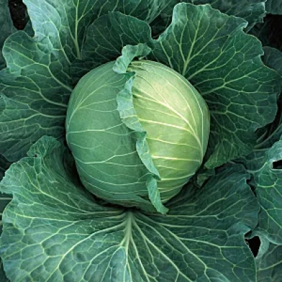 Свежая капуста без упаковки - РУССКАЯ ЗИМА