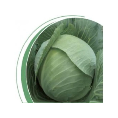 Капуста Руссо F1 на зеленом фоне