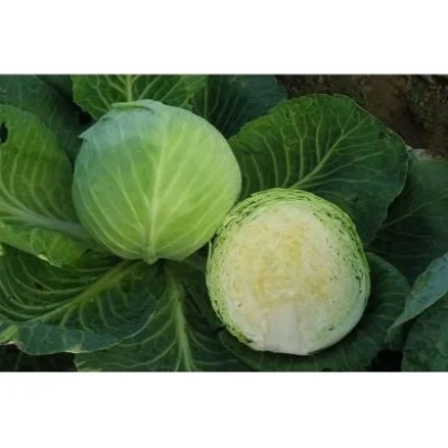 Свежая капуста Сахарная Гора