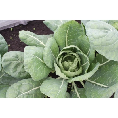 Fresh Saxa cabbage growing in a field