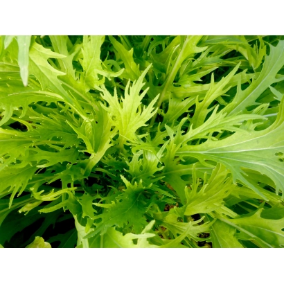 Свежая зелень мизуна - САЛАД МИЗУНА