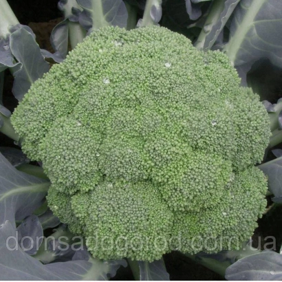 Свіжий броколі на фоні листя - Самоа