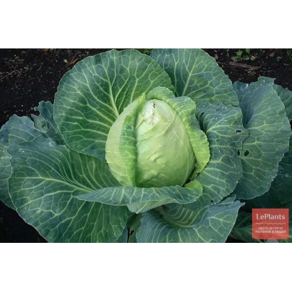 Капуста сорта САМУР 2 на фоне земли