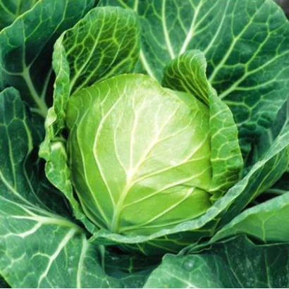 Свежая капуста сорта Санторино 60 F1
