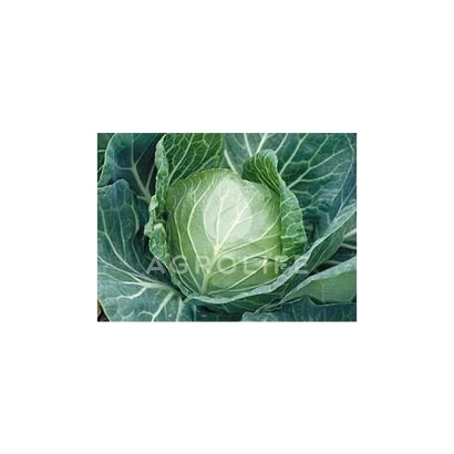 Свежая капуста сорта Санторино Сиксти