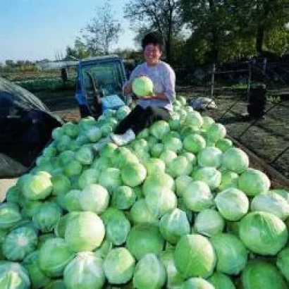 Крупная куча свежей капусты с человеком, сидящим на ней - Саратога F1