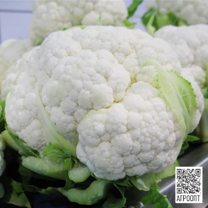 Свежая капуста Шарлот без упаковки