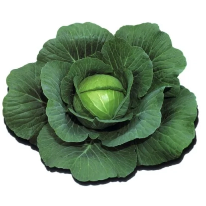 Иллюстрация капусты без названия - ШАРМАНТ F1