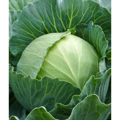 Свежая капуста без названия продукта - Сателит F1