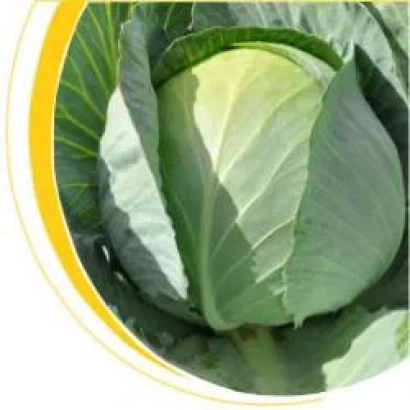 Свежая капуста Сати F1