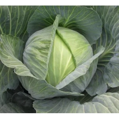 Свежая капуста Сати