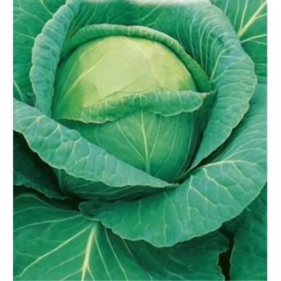 Свежая капуста СБ 3