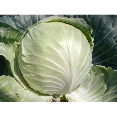 Свежая капуста Селма F1