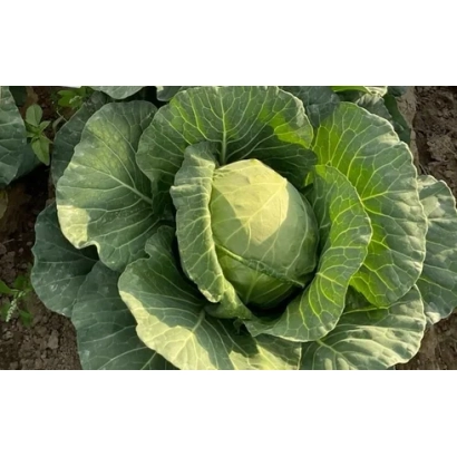 Свежая капуста на грядке - СЕННА
