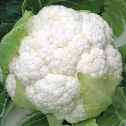 Белокочанная капуста на фоне зелёных листьев - Сеул