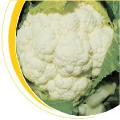 Белокочанная капуста сорта Сеул F1 на фоне зелени