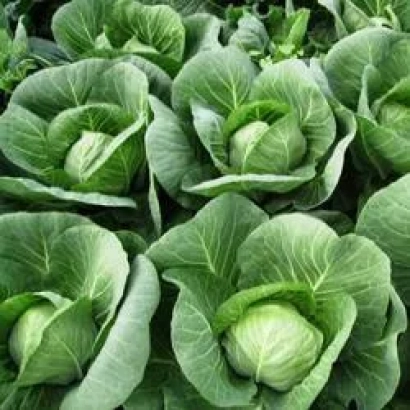 Свежая капуста на грядке - Силима РЦ F1