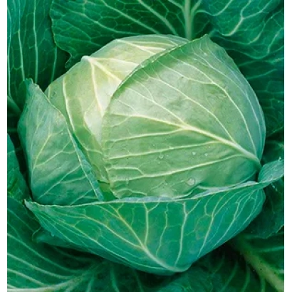 Свежая капуста Симфония