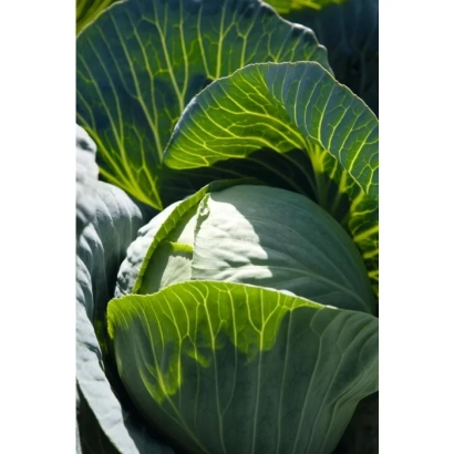 Свежая капуста на фоне зеленых листьев - Синтекс