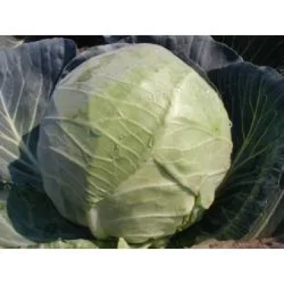 Свежая капуста сорта СИР F1 на грядке