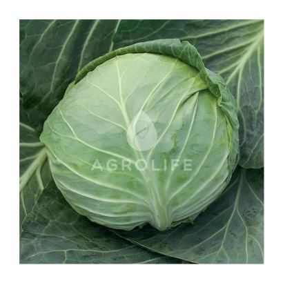 Капуста сорта AGROLIFE на фоне листьев - Сирия F1