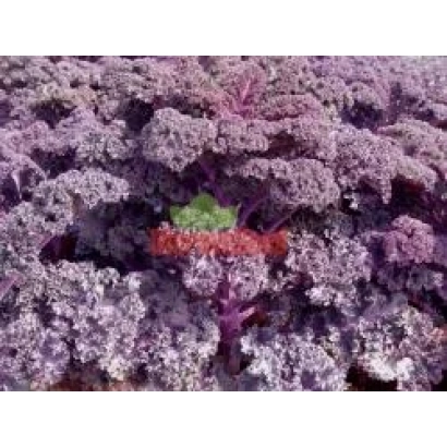 Красная капуста Скарлет на грядке