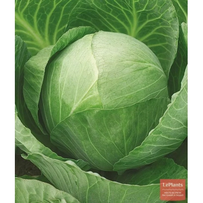 Свежая капуста на фоне листьев - СКОРОСПЕЛАЯ