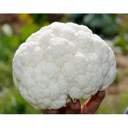 Белокочанная капуста Клаптон, крупный кочан в руке на фоне грядки