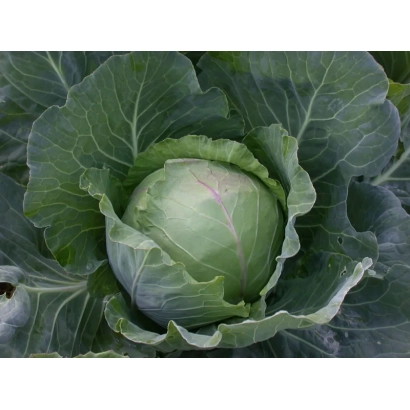 Свежая капуста Слава грибовская 231