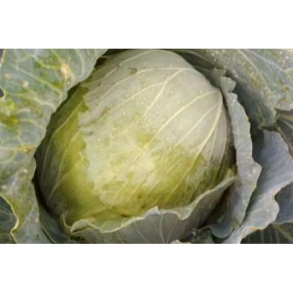 Свежая капуста сорта Слобожаночка