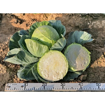 Капуста Снежинка F1 на земле с линейкой рядом