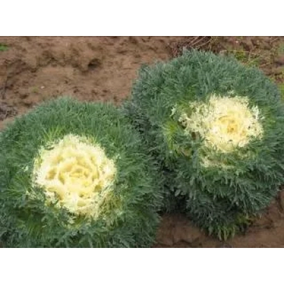 Три головки капусты сорта Снежная Королева на земле