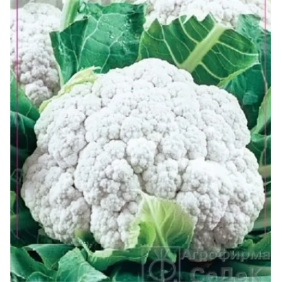 Белокочанная капуста на фоне зелёных листьев - СНОУБОЛЛ 123