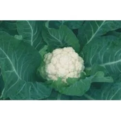 Белокочанная капуста на гряде - СНОУБОЛЛ