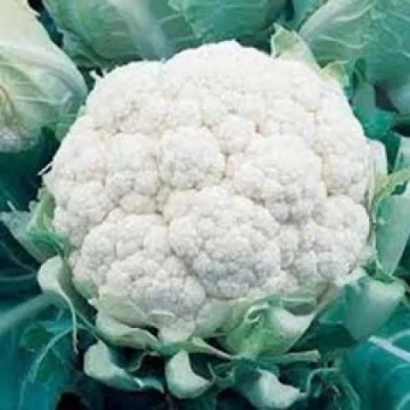 Белокочанная капуста на фоне зеленых листьев - Сновхед