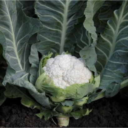 Белокочанная капуста сорта Солистар на грядке