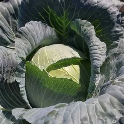 Свежая капуста сорта Сомбреро F1